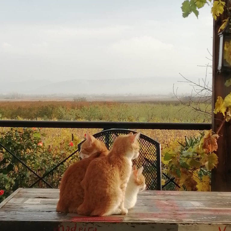 three cats sitting on the table and looking the 'Domaine Karanika' vineyards